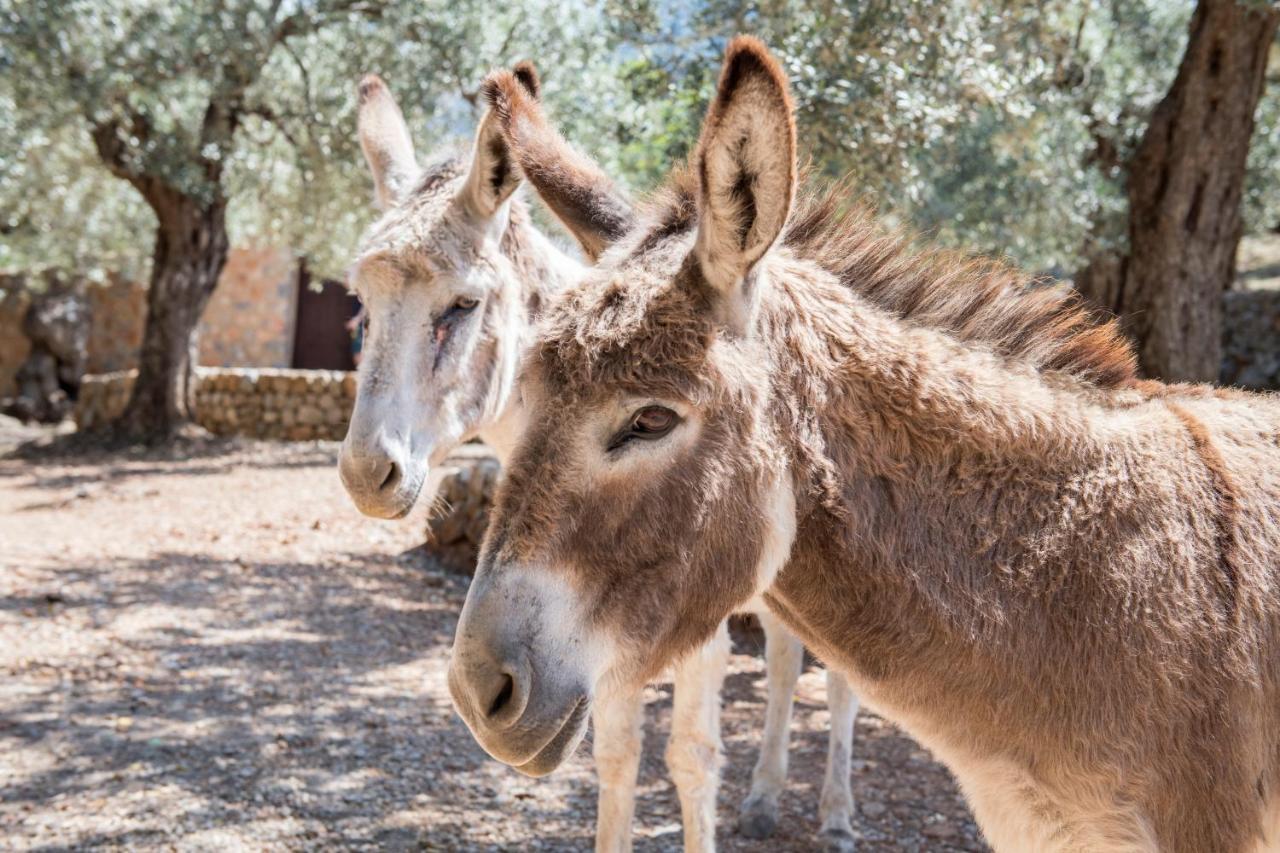 Raco De Soller Villa Eksteriør bilde